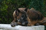 DOGUE ALLEMAND 906